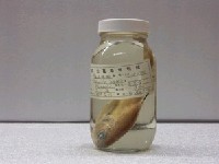 藏品(鬚銀眼鯛)的圖片